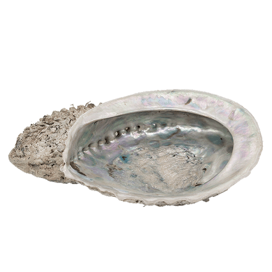 Abalone XL