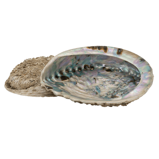 Abalone L