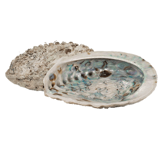 Abalone M